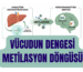 METİLASYON
